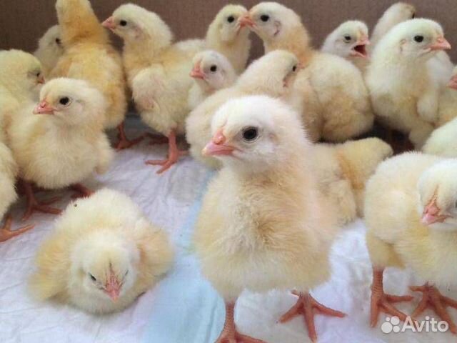 Продам цыплят бройлеров купить на Зозу.ру - фотография № 2