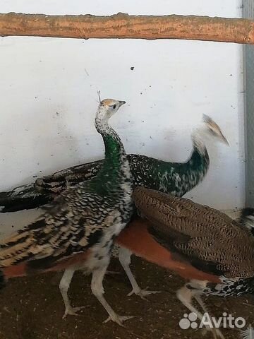 Цыплята кохи, павлины, фазаны купить на Зозу.ру - фотография № 4