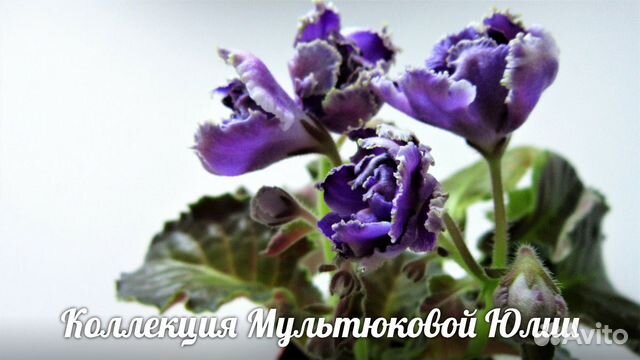Рс Адъютант Фиалка Фото Рс Адъютант Фиалка Фото