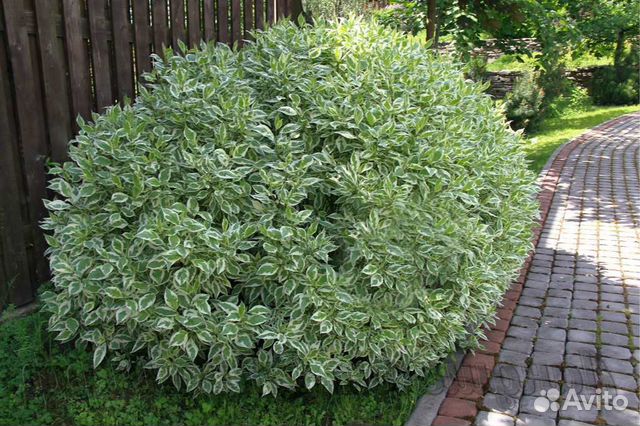 Дёрен пестролис,Хоста,Гибискус,Лилейник,Дек.лук