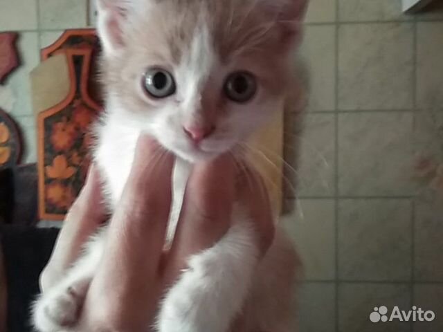 Котик