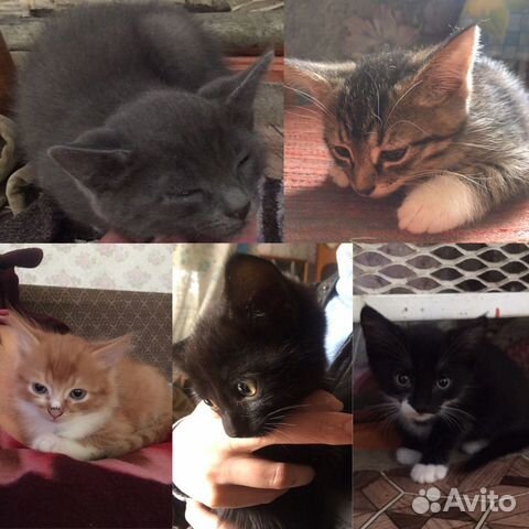 Котята в добрые руки