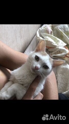 Кошечка ищет дом