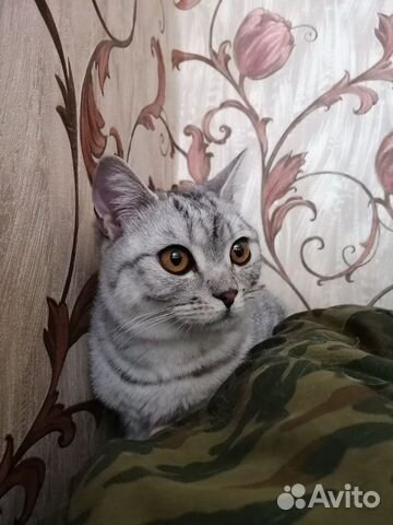 Котенок британский в добрые руки Котенок британский в добрые руки