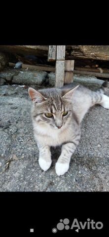 Кошка в дар Кошка в дар