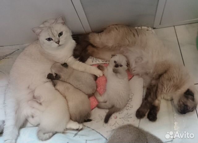 Британская кошка Британская кошка