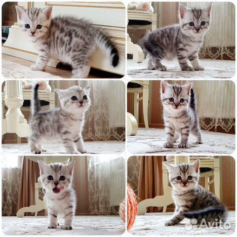 Котята Шотландские Котята Шотландские