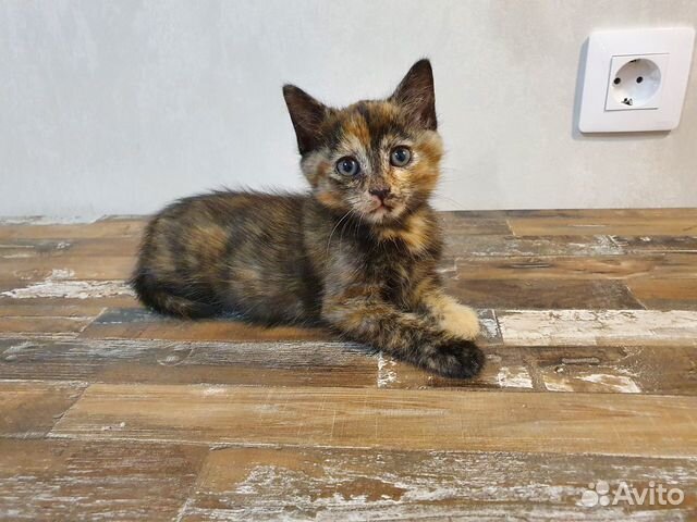 Котята в добрые руки Котята в добрые руки