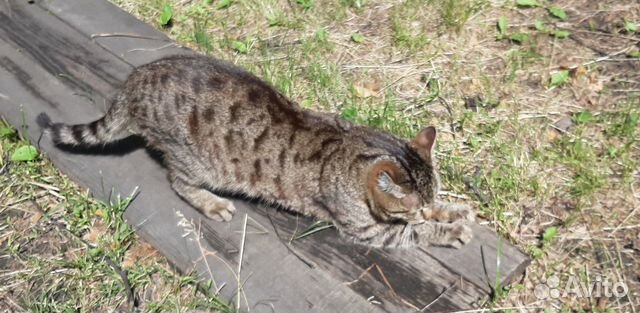 Котик