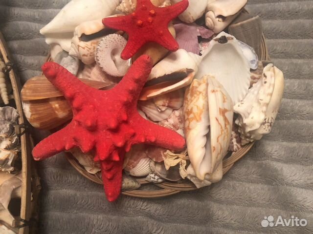 Набор ракушек