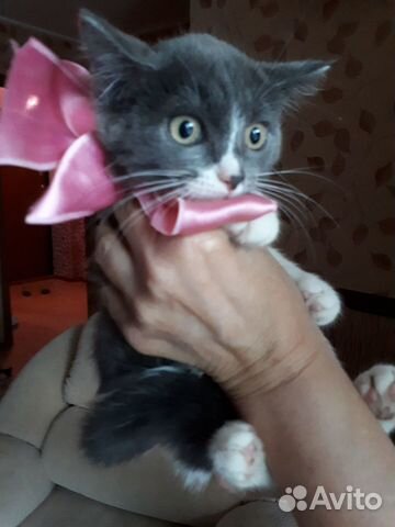 Котенок ищет дом Котенок ищет дом