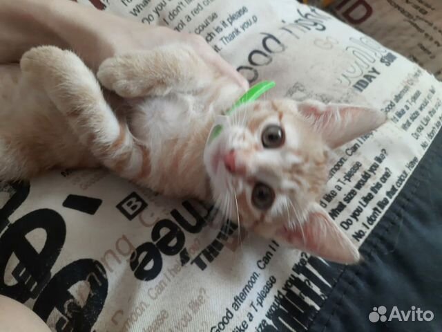 Котенок котёнок кот