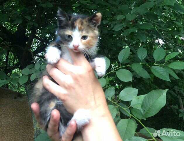 Котята