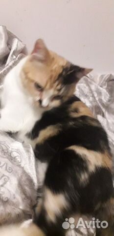Кошка Кошка