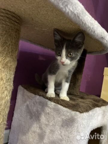Котенок в добрые руки Котенок в добрые руки