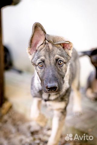 Щенок ищет дом Щенок ищет дом