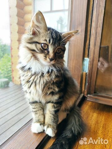 Котенок (кошечка) в добрые руки