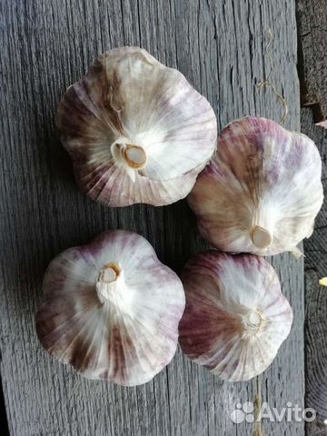 Чеснок озимый и яровой