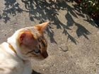 Кошка бенгальская