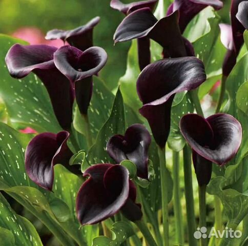 Сортовые каллы, клубни, 9 сортов