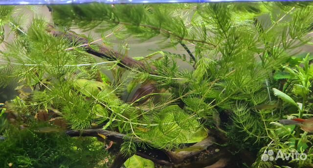 Аксессуары, аквариумные растения, камни, коряги