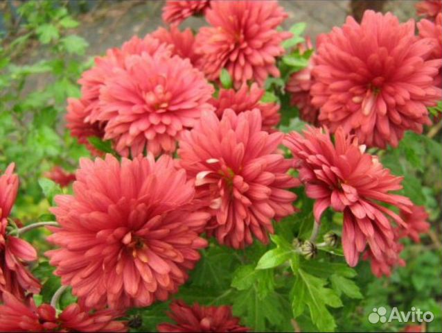 Хризантемы корейская: укорененные черенки