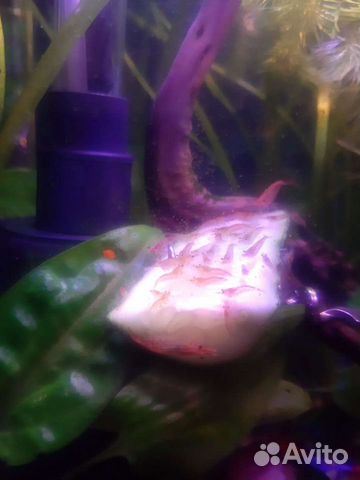 Аквариумные креветки вишня