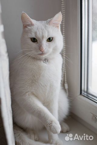 Кот/кошка в аренду на новоселье, фотосессию