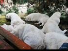 Подгалянская овчарка щенки объявление продам
