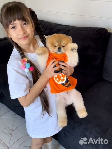 Померанский шпиц медвежьего типа микро