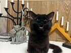 Черные котята манчкин