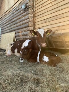 Молоко коровье, Фермерские продукты