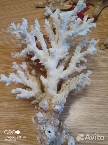 Ракушка морская большая