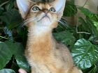 Абиссинский котенок с изумрудными глазками объявление продам