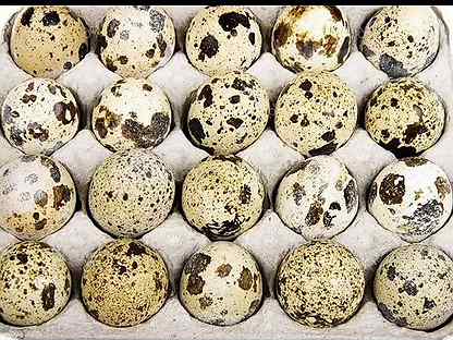 Инкубационное яйцо перепелок разных пород