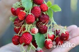 Кустики земклуники