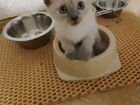 Котёнок тайский объявление продам