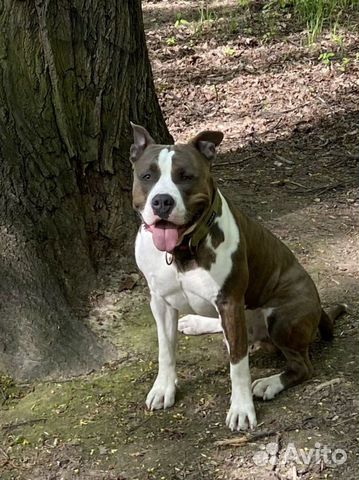 Племенной кобель Стаффордширский терьер вязка
