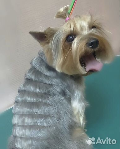 Стрижка собаки