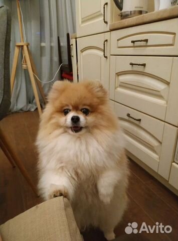 Домашняя передержка собак, кошек