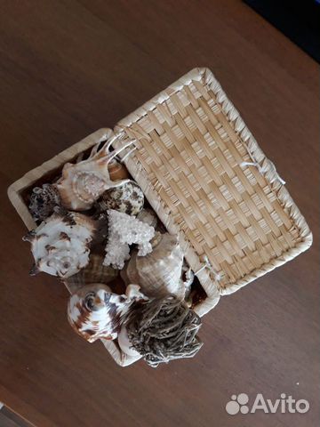 Морские ракушки раковины