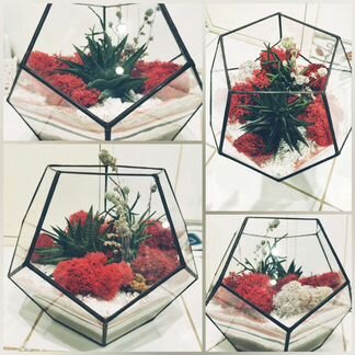 Флорариум Куб Подарок Цветы