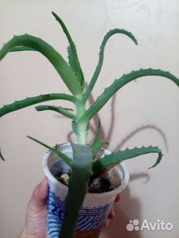 Алоэ 2хлетние