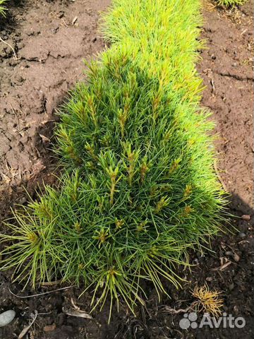 Саженцы кедра