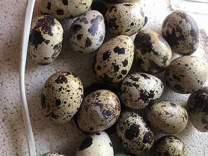 Яйца Домашнее перепелиное Инкубационное(техасы)