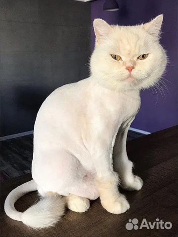 Груменг кошек Грумир подстричь кота кошку