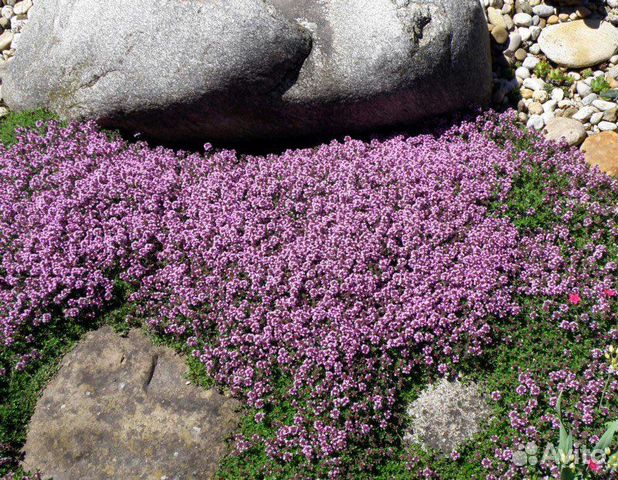 Тимьян почвопокровный, лимонный