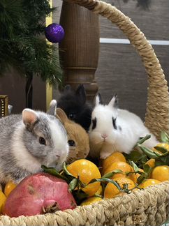 Мини кролики карликовые