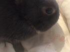 Вязка Нидерландский кролик объявление продам