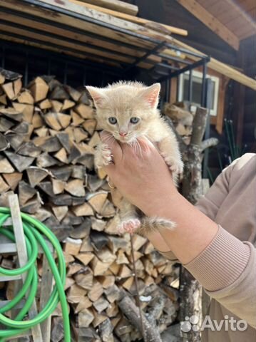 Персиковый рыжий котенок мальчик в добрые руки